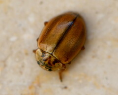 Aphidecta obliterata