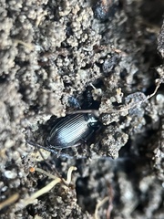 Agonum punctiforme