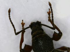 Otiorhynchus rotundus