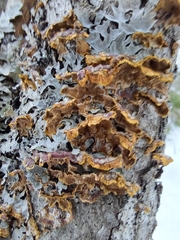 Punctularia strigosozonata