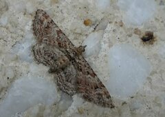 Gymnoscelis rufifasciata