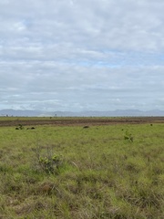 Myrmecophaga tridactyla