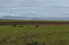 Myrmecophaga tridactyla