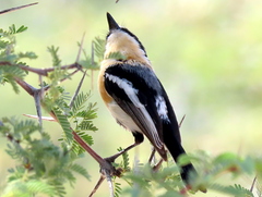 Batis pririt affinis