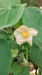 Callianthe pauciflora