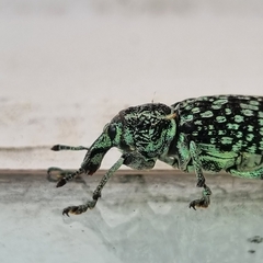 Chrysolopus spectabilis