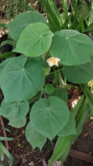 Callianthe pauciflora