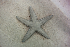 Astropecten platyacanthus