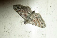 Gymnoscelis rufifasciata