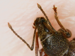 Otiorhynchus rotundus