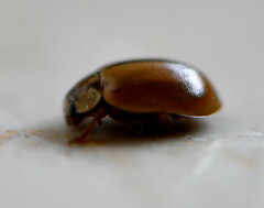 Aphidecta obliterata