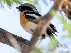 Batis pririt affinis