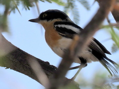 Batis pririt affinis