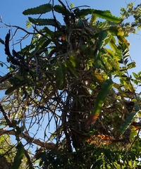Hylocereeae