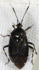 Deraeocoris trifasciatus