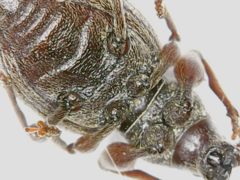 Otiorhynchus rotundus