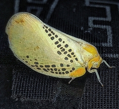 Poekilloptera phalaenoides