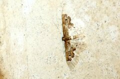 Idaea rusticata