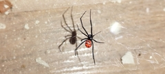 Latrodectus curacaviensis