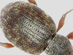 Otiorhynchus rotundus