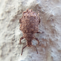 Entiminae