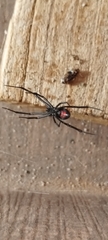 Latrodectus curacaviensis