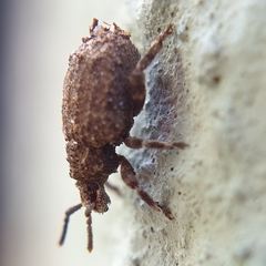 Entiminae