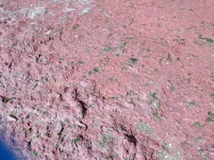 Heterosigma akashiwo