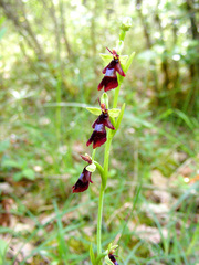 Ophrys insectifera