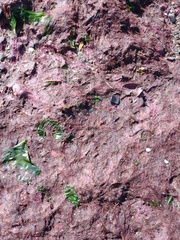 Heterosigma akashiwo