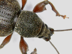 Otiorhynchus rotundus