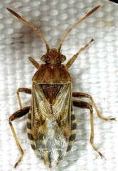 Stictopleurus crassicornis