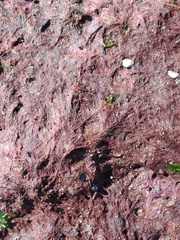 Heterosigma akashiwo