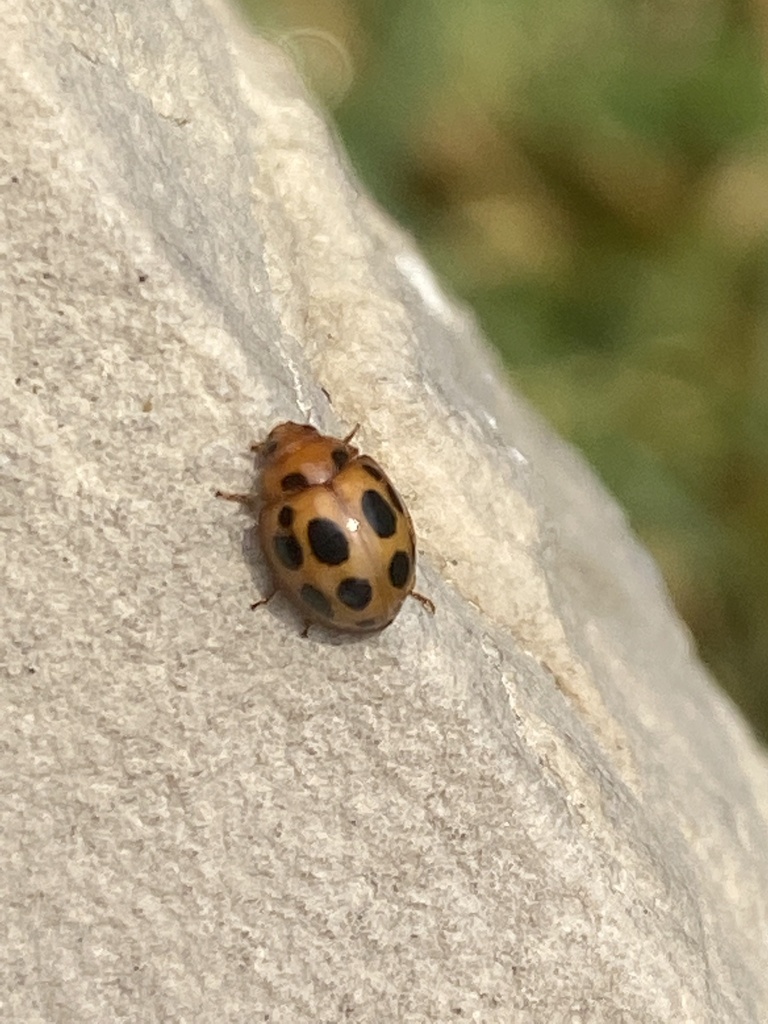 Zagreus hexasticta