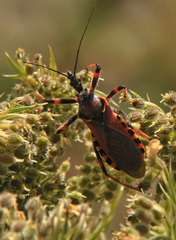 Rhynocoris cuspidatus