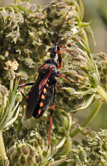 Rhynocoris cuspidatus