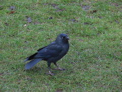 Corvus monedula