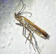 Insecta
