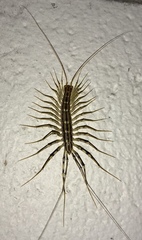 Scutigera smithii