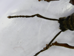 Otiorhynchus rotundus