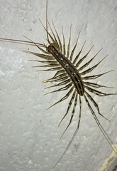 Scutigera smithii
