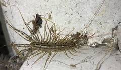Scutigera smithii