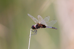 Macrodiplax balteata