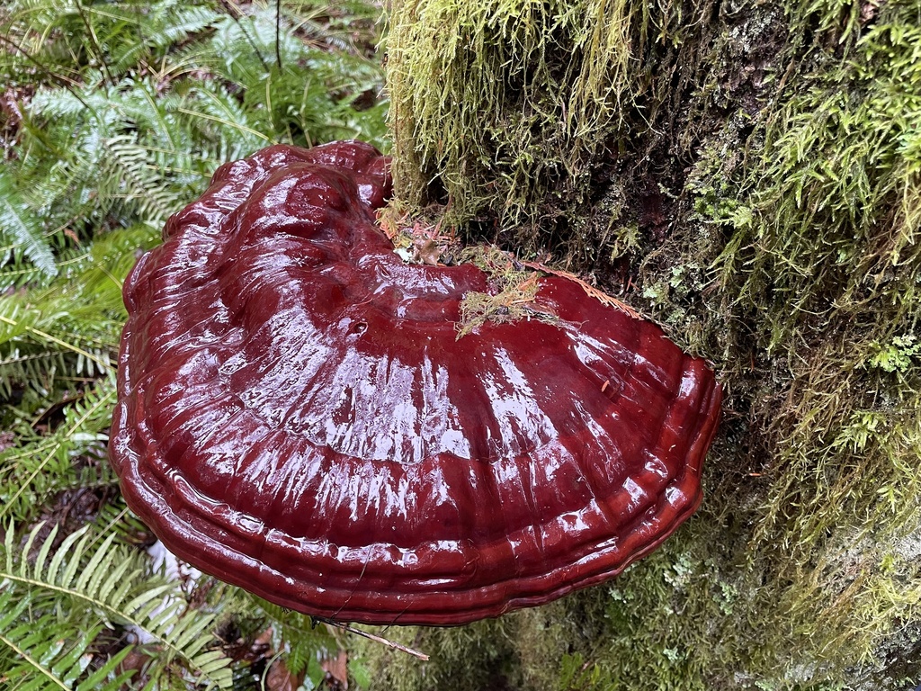 West Coast Reishi