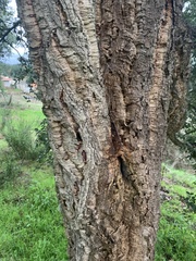 Quercus suber
