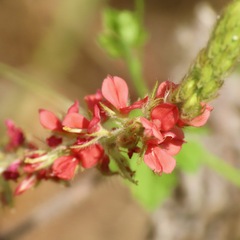 Indigofera hirsuta