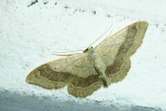 Idaea aversata