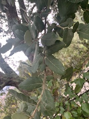 Quercus suber