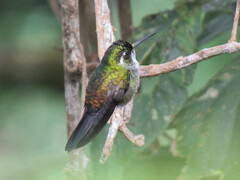 Lampornis viridipallens