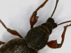 Otiorhynchus rotundus